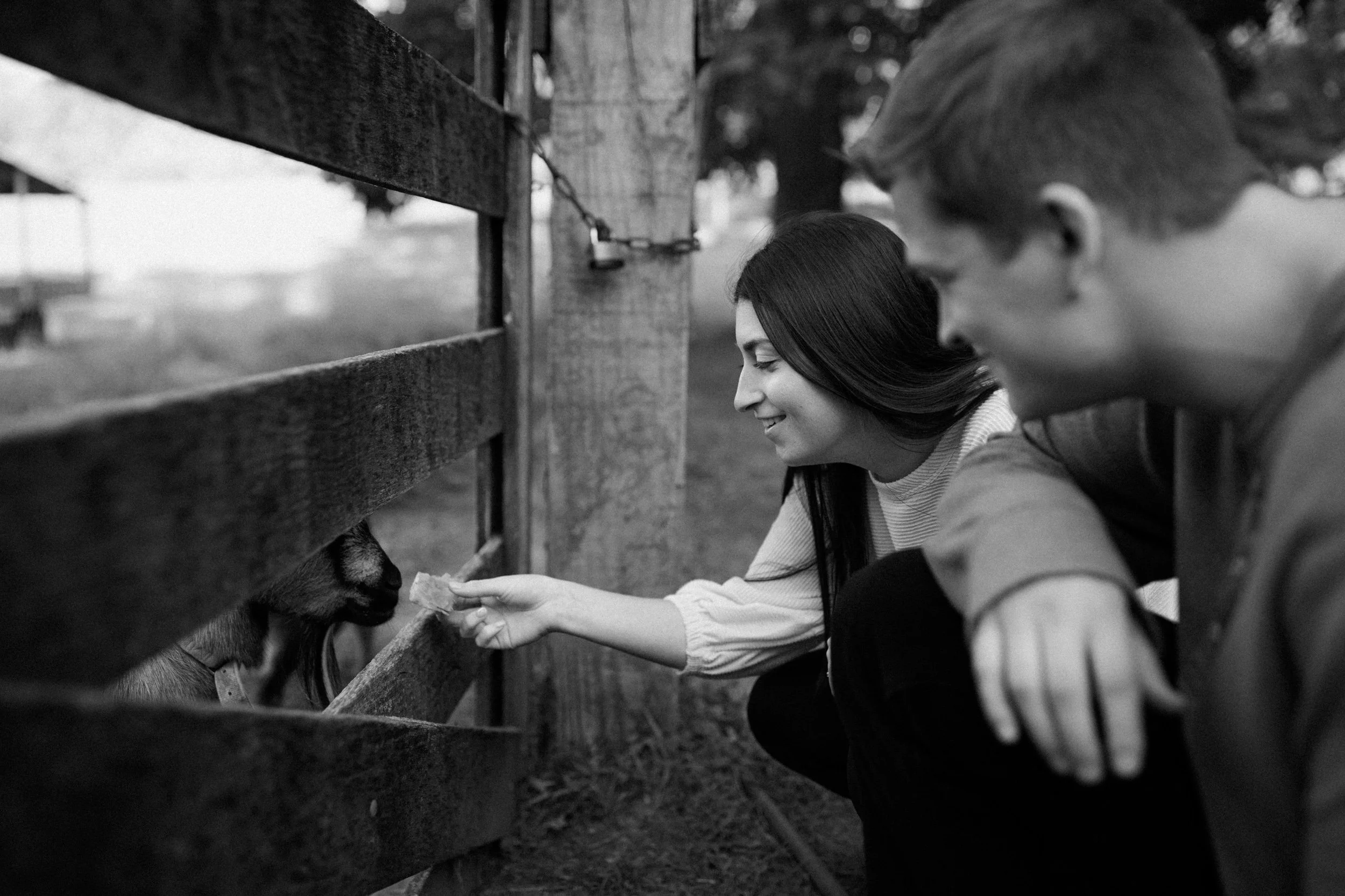 northwest indiana michigan city engagement photographer farm goats cows goat cow documentary film chellberg indiana dunes national park-2.jpg