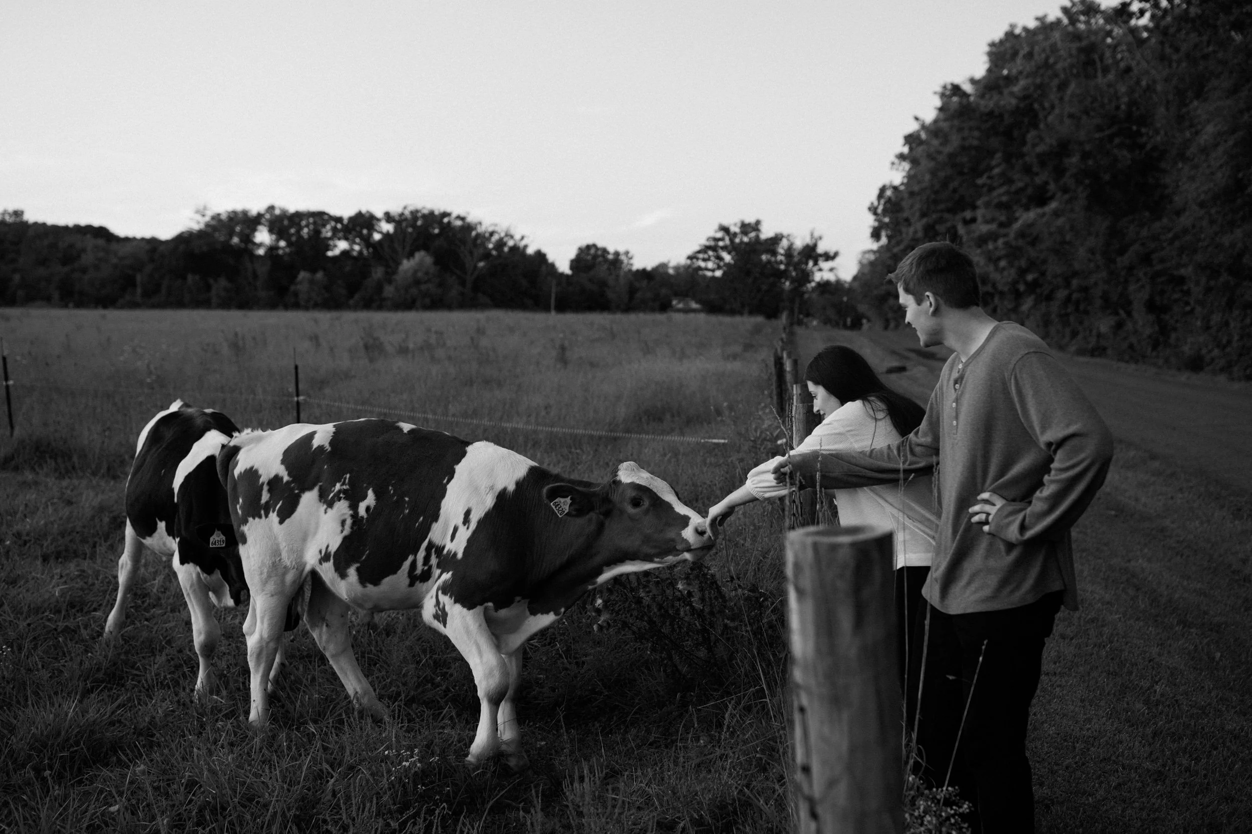 northwest indiana michigan city engagement photographer farm goats cows goat cow documentary film chellberg indiana dunes national park-18.jpg