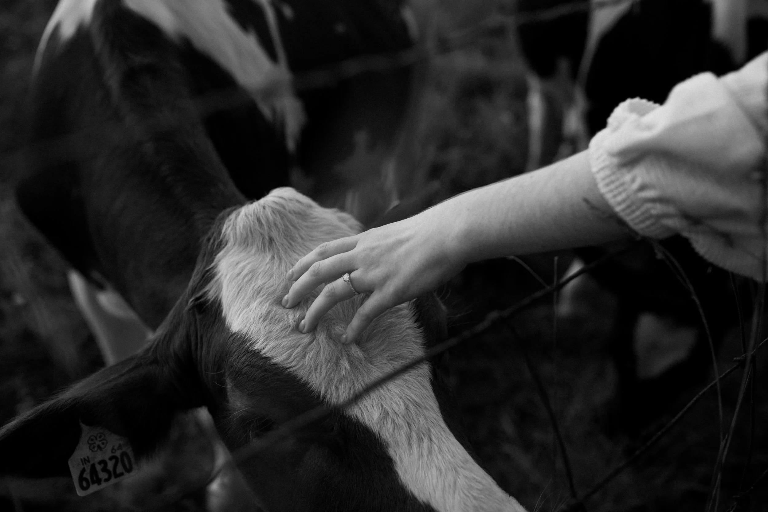 northwest indiana michigan city engagement photographer farm goats cows goat cow documentary film chellberg indiana dunes national park-19.jpg